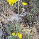 Crepis chondrilloides Květ