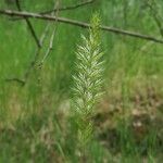 Gastridium ventricosum Flower