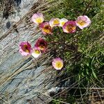 Ranunculus glacialis Blüte