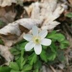 Anemone nemorosaപുഷ്പം