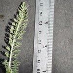 Achillea crithmifolia 叶