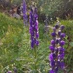 Aconitum napellus Floare