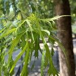 Artemisia biennis Leaf