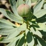Euphorbia balsamifera फल