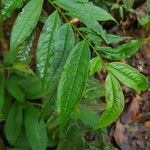 Eurya acuminata Hoja