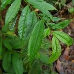 Eurya acuminata Leaf