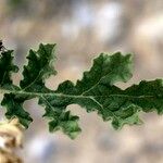 Solanum rostratum Fuelha