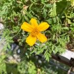 Tagetes tenuifoliaЦвят