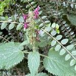 Stachys sylvatica Blad