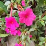 Achimenes grandiflora Цветок