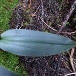 Physoceras boryanum Leaf