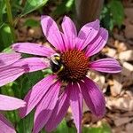 Echinacea angustifolia 其他