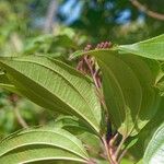 Miconia corymbosa Leaf