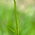 Conopodium pyrenaeum Blatt