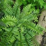 Polystichum acrostichoides ഇല