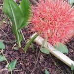 Scadoxus multiflorus花