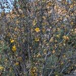 Fremontodendron californicum Vekstform