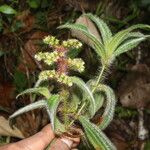 Miconia lacera Leaf