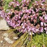 Saponaria pumila Flower