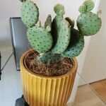 Opuntia aciculata Ліст