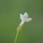 Oldenlandia lancifolia Λουλούδι
