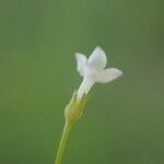 Oldenlandia lancifolia Квітка