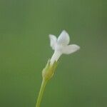 Oldenlandia lancifolia Fleur