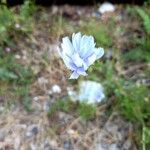 Cichorium intybusBlomst