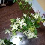 Swertia bimaculata Flower