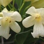 Oxera crassifolia 花