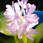 Eichhornia crassipes फूल