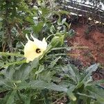 Abelmoschus moschatus Virág