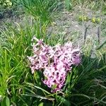 Hyacinthus orientalisFlower