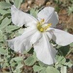 Catophractes alexandri Blüte
