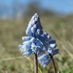 Hyacinthella