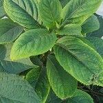 Hydrangea febrifuga Blad