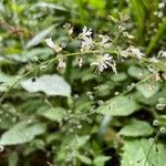 Circaea × intermedia Flower