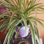 Chlorophytum comosum Leaf