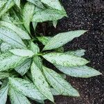 Aglaonema robeleynii Leaf