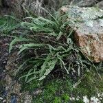 Asplenium trichomanes Φύλλο