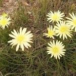 Scorzonera aristata Flower