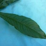 Quiina guianensis Leaf