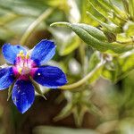 Lysimachia foemina Fula