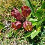 Gentiana purpureaFloro