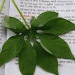 Ipomoea pes-tigridis Flower