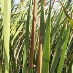 Typha domingensis 葉