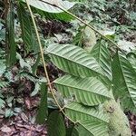 Berlinia bracteosa Hoja