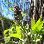 Pluchea odorata Leaf