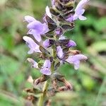 Salvia verbenaca Habitus
