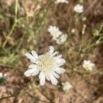 Pycnocomon rutifolium Flower